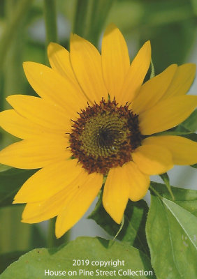 July_Royalty-Sunflower.jpg
