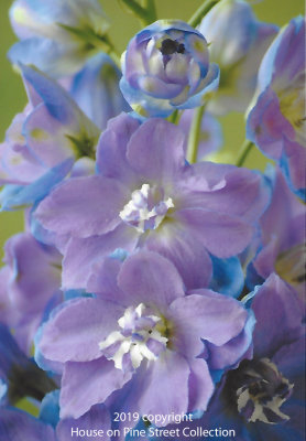 Lavender_Sky-Delphinium.jpg