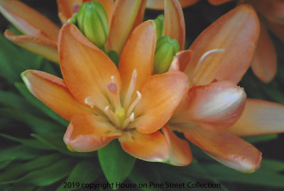 Oriental_Beauty-Lilies.jpg