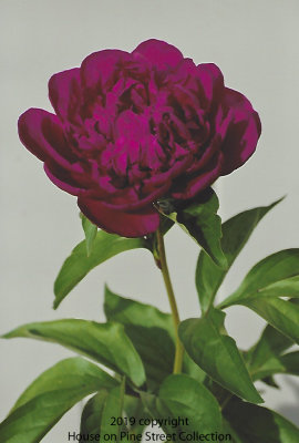 Old_World_Beauty_Peony.jpg