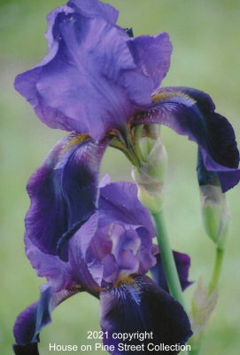 Violet Ruffles.jpg