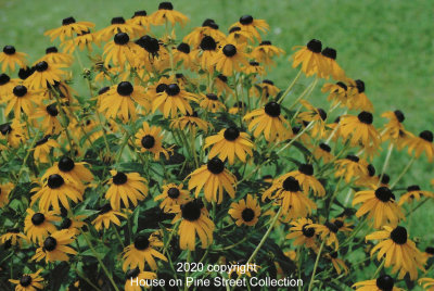 Sundance - Black-eyed Susans.jpg