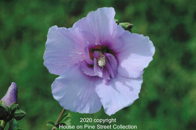Rose of the Valley - Rose of Sharon.jpg