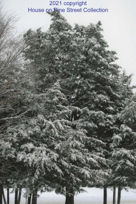 Winter Canvas.jpg