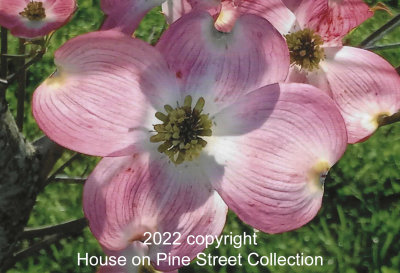 Eternal Promise-Dogwood.jpg