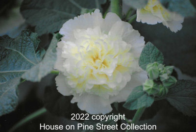 Heirloom Hollyhocks.jpg