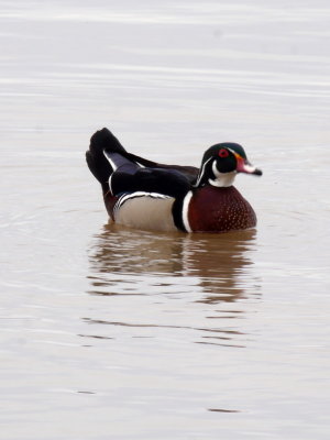 AP1000930.JPG