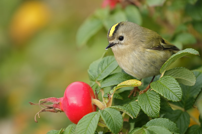 Goudhaan - Goldcrest - Regulus regulus