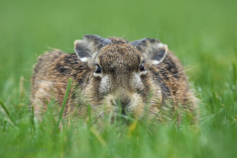 Haas - Brown Hare - Lepus europaeus