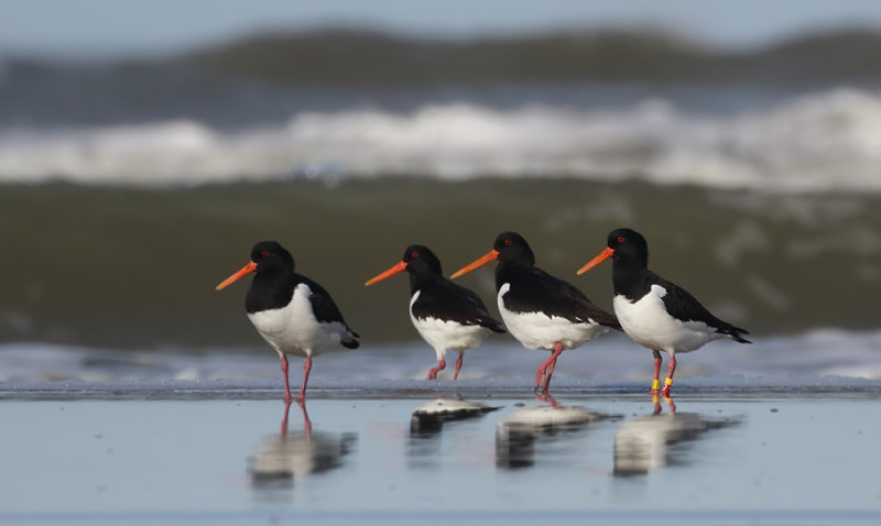 Scholekster - Oystercatcher - Haematopus ostralegus