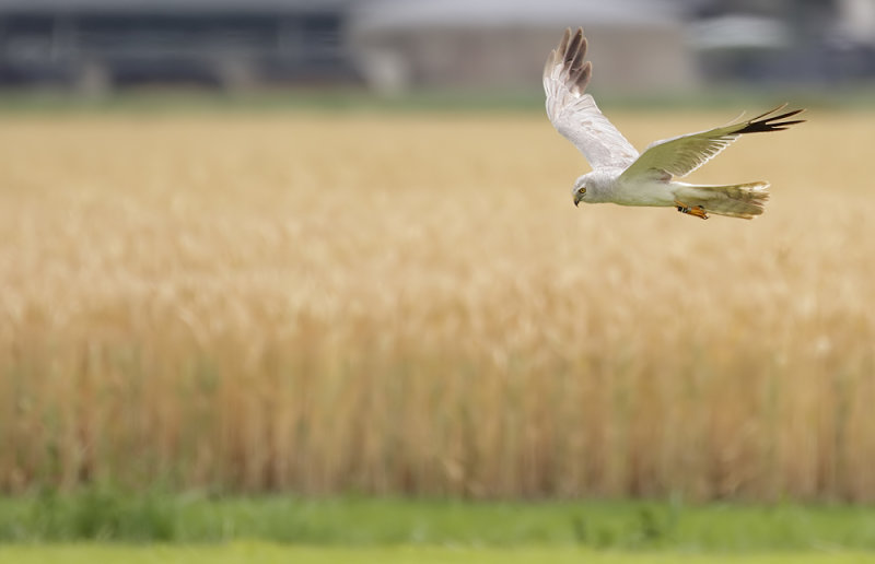 Steppekiekendief - Pallid Harrier - Circus macrourus