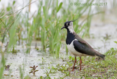 Kievit - Northern Lapwing