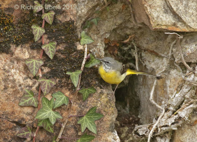 Grote Gele Kwikstaart - Grey Wagtail