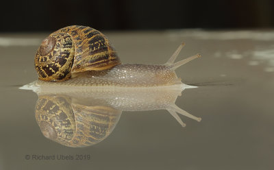 Segrijnslak - Garden Snail - Comu aspersum
