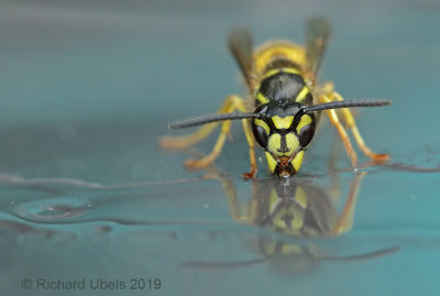 Gewone Wesp - Common Wasp - Vespula vulgaris