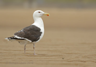 Grote Mantelmeeuw - Great Black-backed Gull