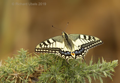 Koninginnepage - Old World Swallowtail - Papilio machaon