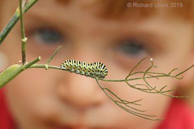 Koninginnepage - Old World Swallowtail - Papilio machaon