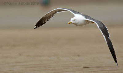 Kleine mantelmeeuw - Lesser Black-backed Gull