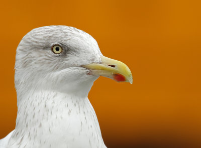 Zilvermeeuw - Herring Gull