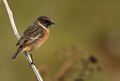 Roodborsttapuit - European Stonechat