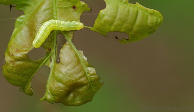 Kleine Wintervlinder - Winter Moth - Operophtera brumata
