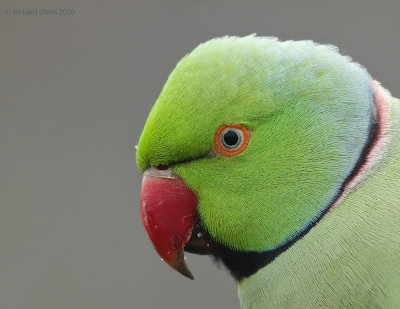 Halsbandparkiet - Rose-ringed parakeet - Psittacula krameri
