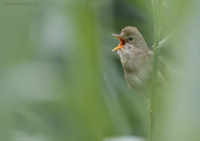 Bosrietzanger - Marsh warbler