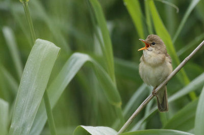 Bosrietzanger - Marsh warbler