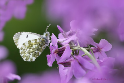 Oranjetipje - Orange-tip - Anthocharis cardamines