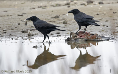 Zwarte kraai - Carrion Crow