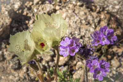 ghost flower and phacelia