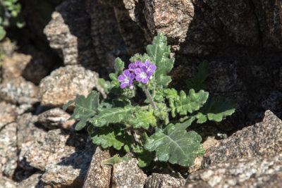 Distant phacelia