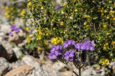 Creosote bush and distant phacelia