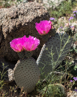 Beavertail cactus in bloom