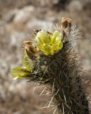 flowering cholla cactus