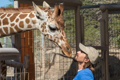 Giraffe and trainer at Living Desert