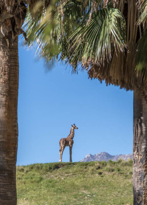 Baby giraffe at Living Desert