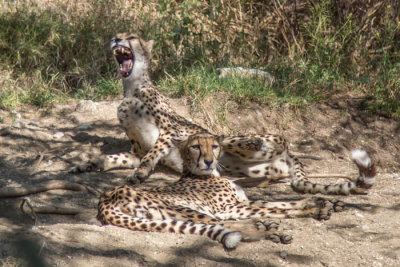 Cheetahs at Living Desert
