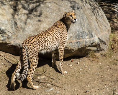 Cheetah at Living Desert