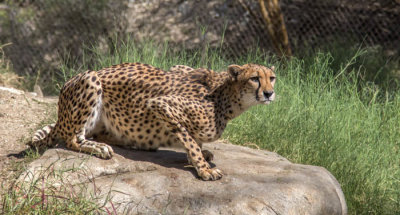 Cheetah at Living Desert