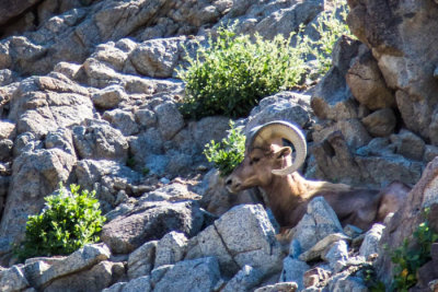 Big horn sheep at Living Desert