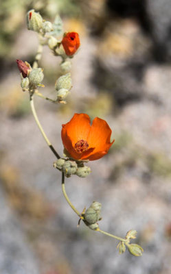 Apricot mallow