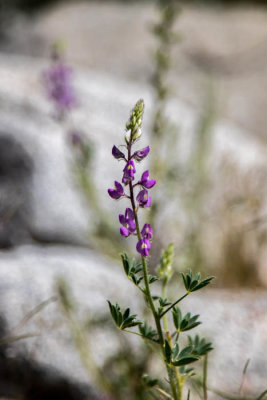 Desert lupine