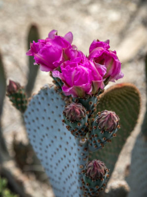 Beavertail cactus in bloom