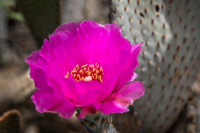 Beavertail cactus blossom