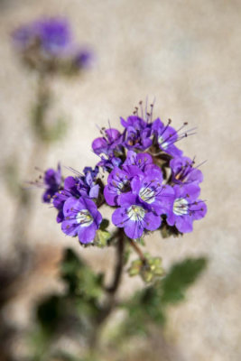 Distant phacelia