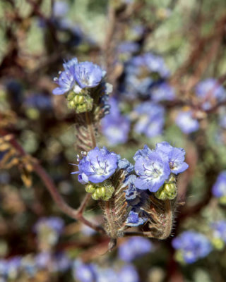 Distant phacelia