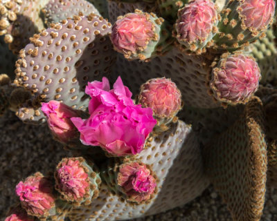 Beavertail cactus blooming