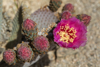 Beavertail cactus in bloom
